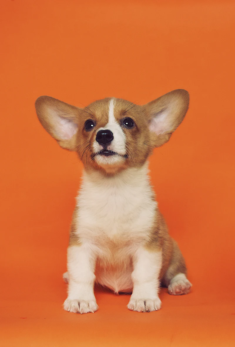 Filhote de corgi sobre fundo laranja